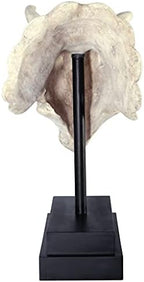 Design Toscano NE867039 Triceratops Dinosaur Skull Fossil Statue on Museum Mount,Multicolored - Image 5