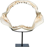 Design Toscano Shark's Jagged Jaws Statue - Image 5