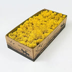 Preserved Reindeer Moss Natural Green DIY Kit Gardenning Art Wall Decor Florist Decor Easter Table Decor Wedding by %E7%8E%B0%E5%9C%A8%E8%B4%AD%E4%B9%B0