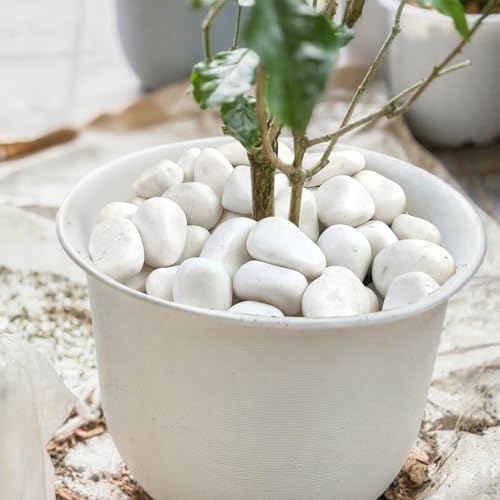 20lbs White Rocks for Landscaping,2-3 Inch Decorative Pebbles for Plants,River Rocks for Backyard,Flower Beds, Indoor Fountains, Paths, Aquarium Vase,Outdoor Garden - Image 4