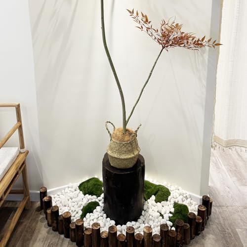FANTIAN 20 lbs White Stones for Landscaping, 1-2 Inch Pebbles Decorative River Rocks for Plants Indoor, Vases, Aquariums Gravel, Crafting and Garden - Image 4