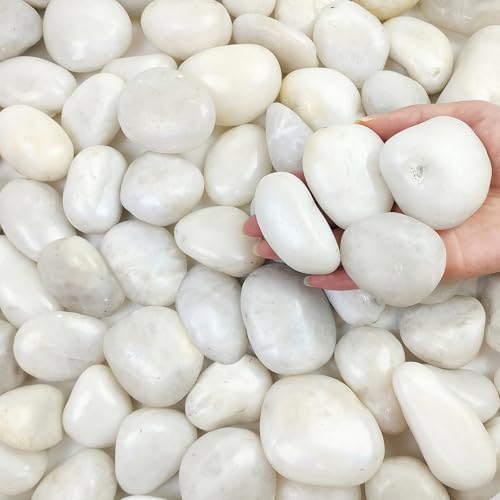 FANTIAN 10 lbs Large River Rocks for Landscaping, 2-3 Inch Polished White Pebbles for Plants, Decorative White Stones for Planters Vase Aquarium and Outdoor Garden Rocks by FANTIAN-GardeningMakesLifeBetter