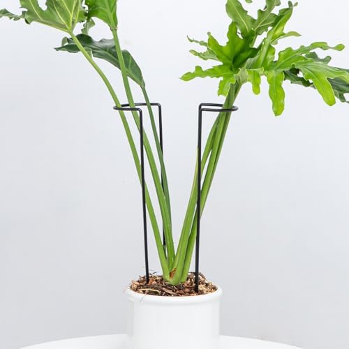 15.5" 10 Pack Large Iron Monstera Trellis - Heavy-Duty Plant Supports by Goooxim