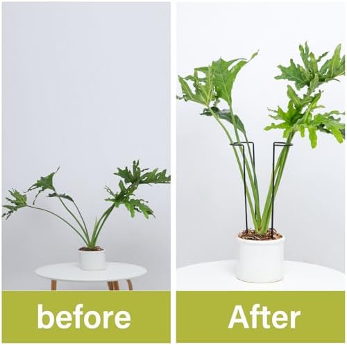 15.5" 10 Pack Large Iron Monstera Trellis - Heavy-Duty Plant Supports - Image 4