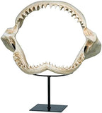 Design Toscano Shark's Jagged Jaws Statue - Image 3