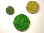 Preserved Reindeer Moss Natural Green DIY Kit Gardenning Art Wall Decor Florist Decor Easter Table Decor Wedding - Image 6