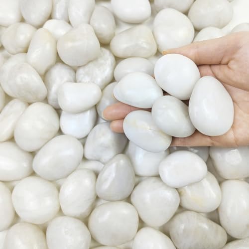 FANTIAN 20 lbs White River Rocks, 1-2 Inch Polished Pebbles for Indoor Plants, Decorative White Stones for Plants, Vase, Aquarium, Fish Tank, Landscaping and Garden by FANTIAN-GardeningMakesLifeBetter