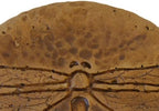 Solid Rock Stoneworks Round Dragonfly Stepping Stone- Autumn Wheat - Image 6