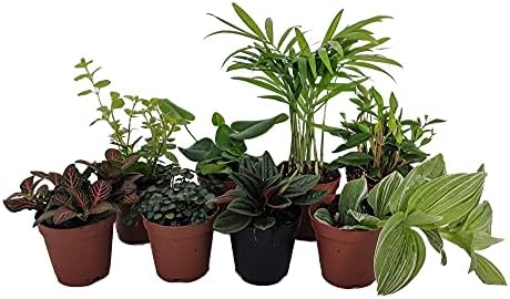 Terrarium & Fairy Garden Plants - 8 Plants in 2" pots - Image 2