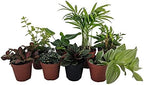 Terrarium & Fairy Garden Plants - 8 Plants in 2" pots - Image 2