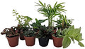 Terrarium & Fairy Garden Plants - 8 Plants in 2" pots by Hirt%27s+Gardens