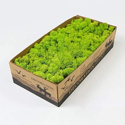 Preserved Reindeer Moss Natural Green DIY Kit Gardenning Art Wall Decor Florist Decor Easter Table Decor Wedding - Image 2
