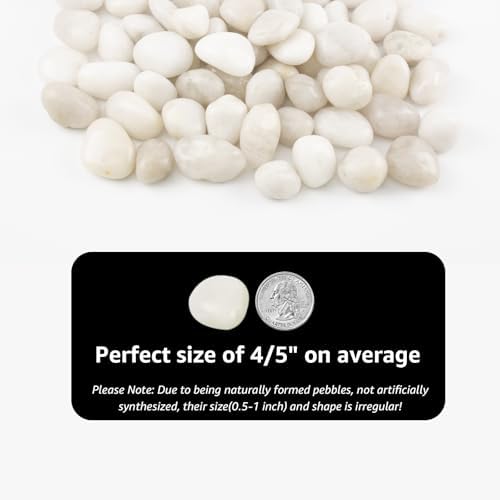 Natural White River Pebbles - LOOIOOJ 20 Lbs Polished Decorative Rocks, 0.5-1 inch, for Aquariums, Gardens, and Indoor Plant Drainage (White, Weight: 20 LB) - Image 2