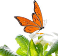 Morpho & Monarch Butterfly Plant Stake Set - Blue & Orange Decorative Plant Stakes for Indoor - Colorful Insect Plant Accessories for Pots & Garden Decor - Gift for Plant Lovers (Orange Monarch Stake) by GlassArtStories