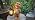 Solar Garden Statues Bear Figurine Outdoor Lights, Resin Yard Decorations Outdoor, Garden Decor Unique Birthday Housewarming Gifts for Mom (Bear 1) - Image 7