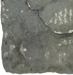 BestNest Athens Butterfly Stepping Stones, Cypress, Pack of 2 - Image 6