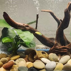 FANTIAN 10 lbs Large River Rocks, 3-4 Inch Pebbles for Landscaping - Image 5