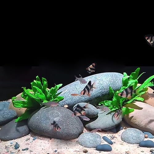 FANTIAN 10 lbs Black River Rocks, 2-3 Inch Stones for Plants Indoor - Image 4