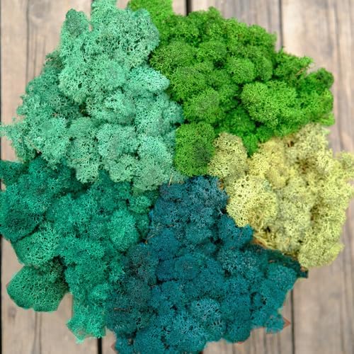 Preserved Reindeer Moss Natural Green DIY Kit Gardenning Art Wall Decor Florist Decor Easter Table Decor Wedding by %E7%8E%B0%E5%9C%A8%E8%B4%AD%E4%B9%B0