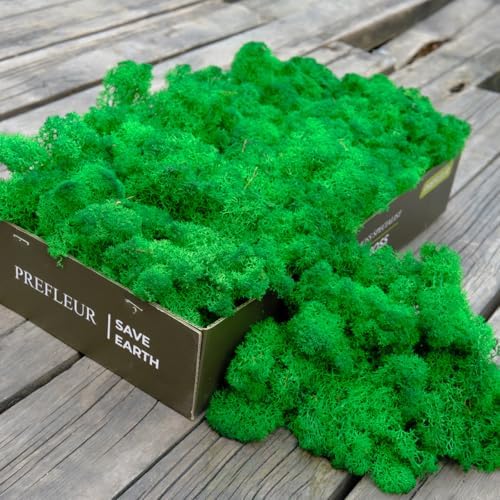 Preserved Reindeer Moss Natural Green DIY Kit Gardenning Art Wall Decor Florist Decor Easter Table Decor Wedding by %E7%8E%B0%E5%9C%A8%E8%B4%AD%E4%B9%B0