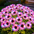 Solar Garden Lights Outdoor, 6 Pack Solar Multicolor Sunflower Lights with 36 Head 3.5 Inch Flowers, Waterproof Flowers Light Fall Decor Auto ON/Off for Garden Yard Patio, Gifts for Mom Women by MRHEPHAESTUS