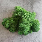 Preserved Reindeer Moss Natural Green DIY Kit Gardenning Art Wall Decor Florist Decor Easter Table Decor Wedding - Image 5