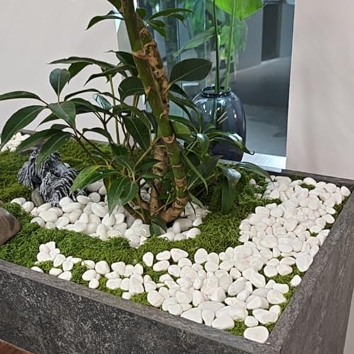 20lbs White Rocks for Landscaping,2-3 Inch Decorative Pebbles for Plants,River Rocks for Backyard,Flower Beds, Indoor Fountains, Paths, Aquarium Vase,Outdoor Garden - Image 6