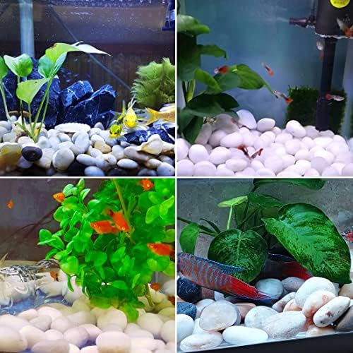 20LB White River Rocks,1-2.2 Inch Polished Pebbles for Plants, Decorative Stones for Landscaping. Succulents, Crafting,Fish Tank,Garden,Vase Filler, Outdoor Decoration - Image 4
