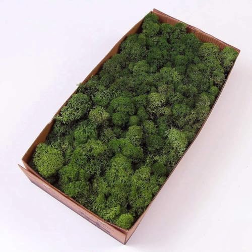 Preserved Reindeer Moss Natural Green DIY Kit Gardenning Art Wall Decor Florist Decor Easter Table Decor Wedding by %E7%8E%B0%E5%9C%A8%E8%B4%AD%E4%B9%B0