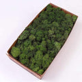 Preserved Reindeer Moss Natural Green DIY Kit Gardenning Art Wall Decor Florist Decor Easter Table Decor Wedding by %E7%8E%B0%E5%9C%A8%E8%B4%AD%E4%B9%B0