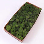 Preserved Reindeer Moss Natural Green DIY Kit Gardenning Art Wall Decor Florist Decor Easter Table Decor Wedding by %E7%8E%B0%E5%9C%A8%E8%B4%AD%E4%B9%B0