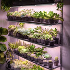 Barrina 2FT T8 LED Grow Light, Full Spectrum Plant Growing Lights, 6 Packs - Image 3