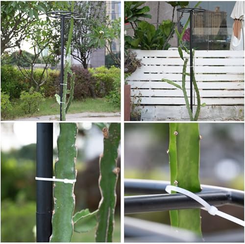 60-Inch Dragon Fruit Trellis - Sturdy Climbing Support for Gardens - Image 4