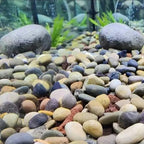 40lbs River Rocks for Landscaping, 1-2 Inch Mixed Colors Pebbles - Image 4
