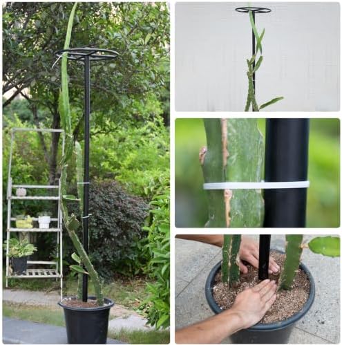 60-Inch Dragon Fruit Trellis - Sturdy Climbing Support for Gardens - Image 6