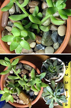 Voulosimi 18 LBS River Rock Stones, Natural Decorative Polished Mixed Pebbles Gravel,Outdoor Decorative Stones for Plant Aquariums, Landscaping, Vase Fillers - Image 7