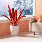 TOMBABY Enlarge Thickened Wind Resistant Metal Agave Garden Art Metal Plant Country Garden Sculpture Statue Outdoor Decoration Agave Metal Plant Courtyard Garden Lawn Ornament Gift (1, 12 Leaves red) - Image 4
