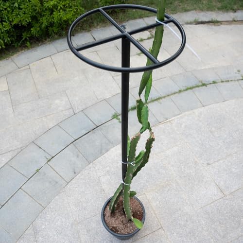 60-Inch Dragon Fruit Trellis - Sturdy Climbing Support for Gardens - Image 5