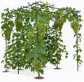 Grape and Cucumber Trellis,Outdoor Garden Arch Trellis for Climbing Plants,Large Grape Vine Trellis Pergola for Peas,Flowers and Melons,78" Hx78 Lx78 W,Nice for Yard and Patio by Garvee