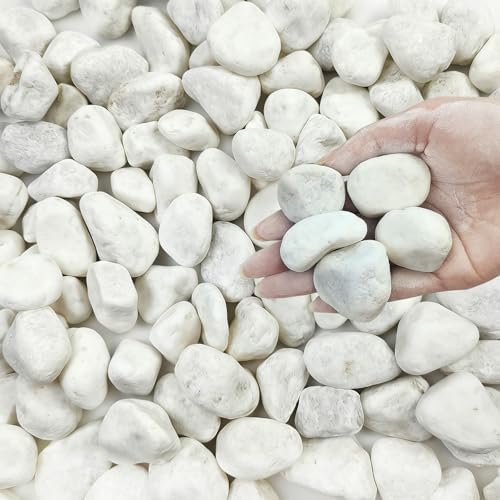 FANTIAN 10 lbs White Gravel for Landscaping, 1-2 Inch Pebbles for Indoor Plants, Decorative River Rocks for Succulent, Vases, Aquariums, Crafting and Garden by FANTIAN-GardeningMakesLifeBetter