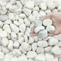 FANTIAN 10 lbs White Gravel for Landscaping, 1-2 Inch Pebbles for Indoor Plants, Decorative River Rocks for Succulent, Vases, Aquariums, Crafting and Garden by FANTIAN-GardeningMakesLifeBetter