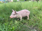 Cute Pink Pig Garden Statue, 26-Inch Resin Farm Pig Figurine, Weatherproof Lawn Ornament, Outdoor Pig Sculpture for Front Yard, Backyard, Patio - Image 7