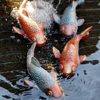 Set of 2 Antique Koi Fish Statue, Outdoor Garden Sculpture for Patio, Backyard, Pond, and Home Decor - Image 2