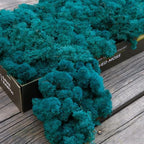 Preserved Reindeer Moss Natural Green DIY Kit Gardenning Art Wall Decor Florist Decor Easter Table Decor Wedding - Image 2