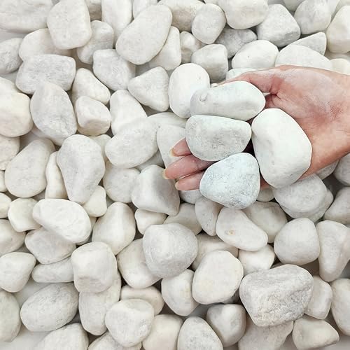 FANTIAN 10 lbs White Gravel for Aquarium, 2-3 Inch Large Pebbles for Planters, Decorative River Rocks for Plants Indoor, Landscaping, Vases, Fish Tank, Crafting and Garden by FANTIAN-GardeningMakesLifeBetter