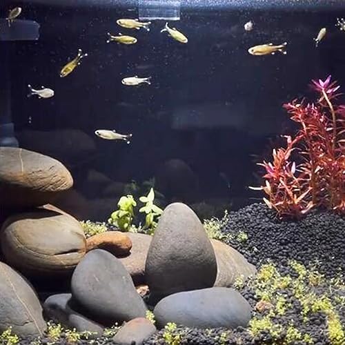 FANTIAN 20 lbs Large River Rocks for Outdoor Landscaping, 3-4 Inch Decorative Pebbles for Landscaping Garden Yard Paving Fish Tank Plant Crafting Walkways and Painting - Image 6