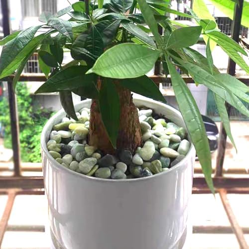 YISZM 40lbs Jade River Rocks for Landscaping, 1-2 Inch Natural Pebbles for Indoor Plants, High Polished Decorative Stones Garden Outdoor and Indoor DIY Vase Filler Fish Tank Aquariums - Image 5