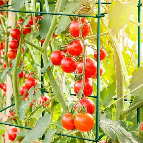 6-Pack 46inch Metal Tomato Cage for Garden Plant Support - Image 2