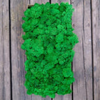 Preserved Reindeer Moss Natural Green DIY Kit Gardenning Art Wall Decor Florist Decor Easter Table Decor Wedding - Image 2