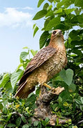 HI-LINE Wild Hawk Standing on Branch Garden Statue by HI-LINEGIFTLTD